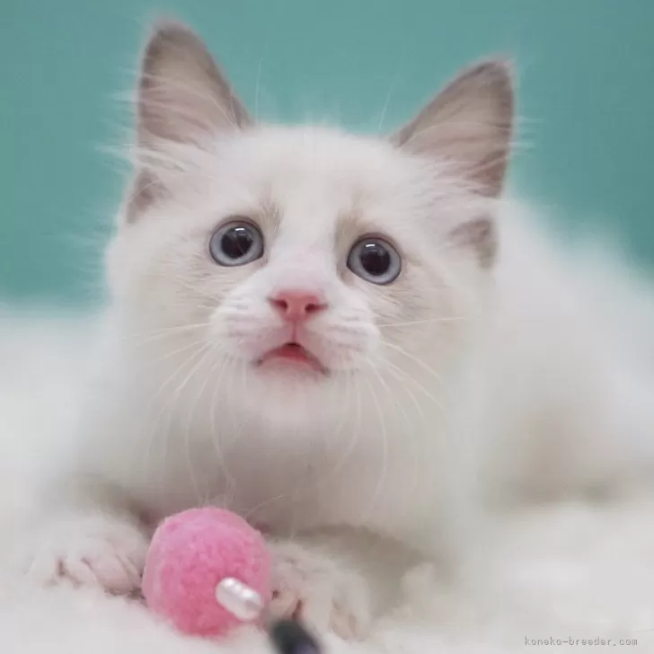 りあん 様のお迎えした子猫