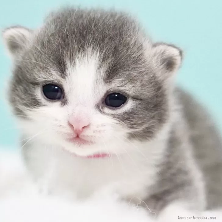 ID:2412-01336の子猫