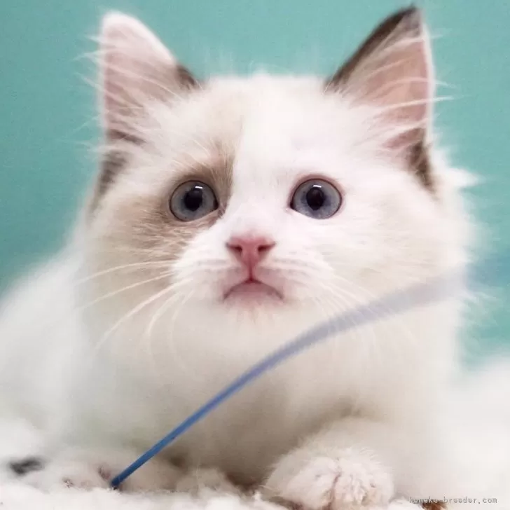M.N 様のお迎えした子猫
