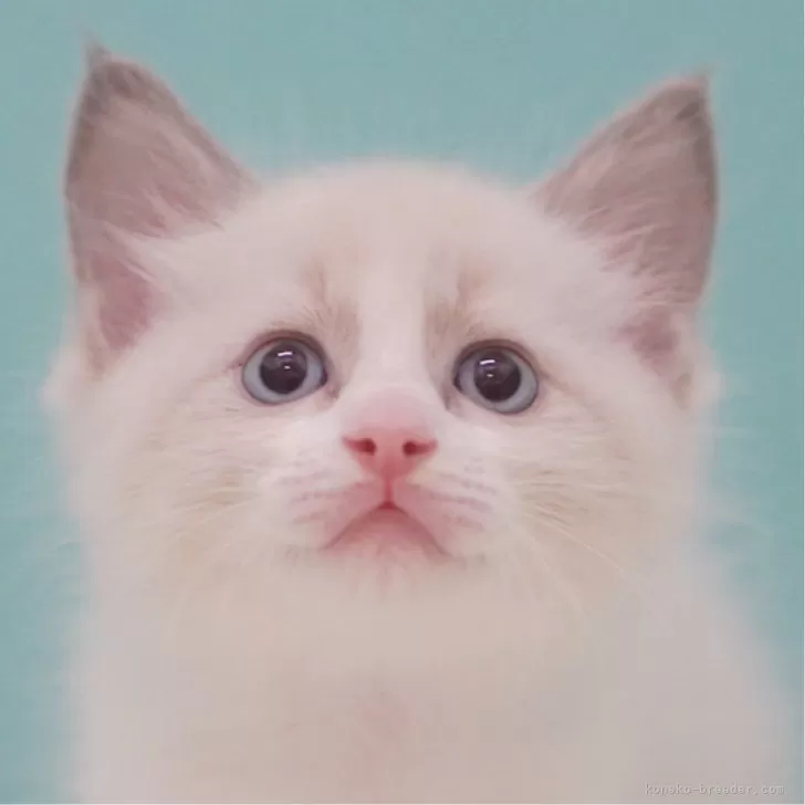 ID：2506-03615の子猫
