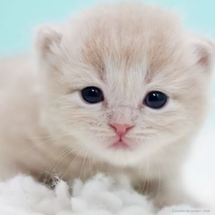 サイベリアン【東京都・男の子・2025年10月18日・クリームタビー&amp;ホワイト】の写真1