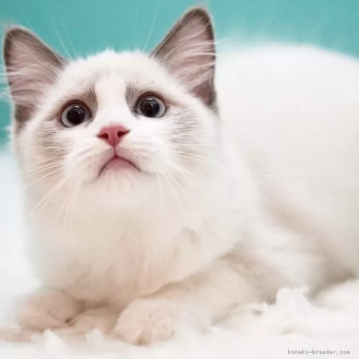 ID：2501-02131の子猫