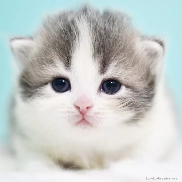 おもーち 様のお迎えした子猫