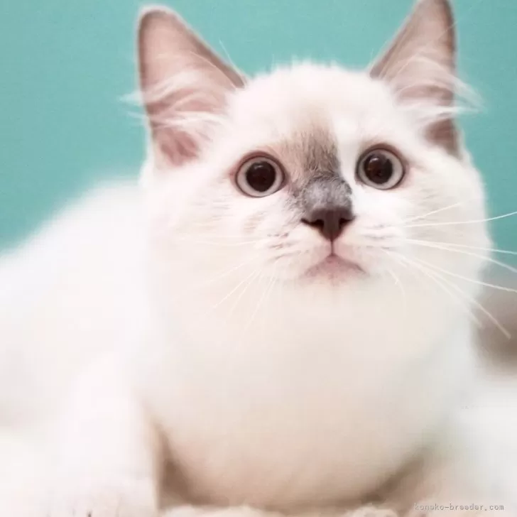 ID:2412-01644の子猫