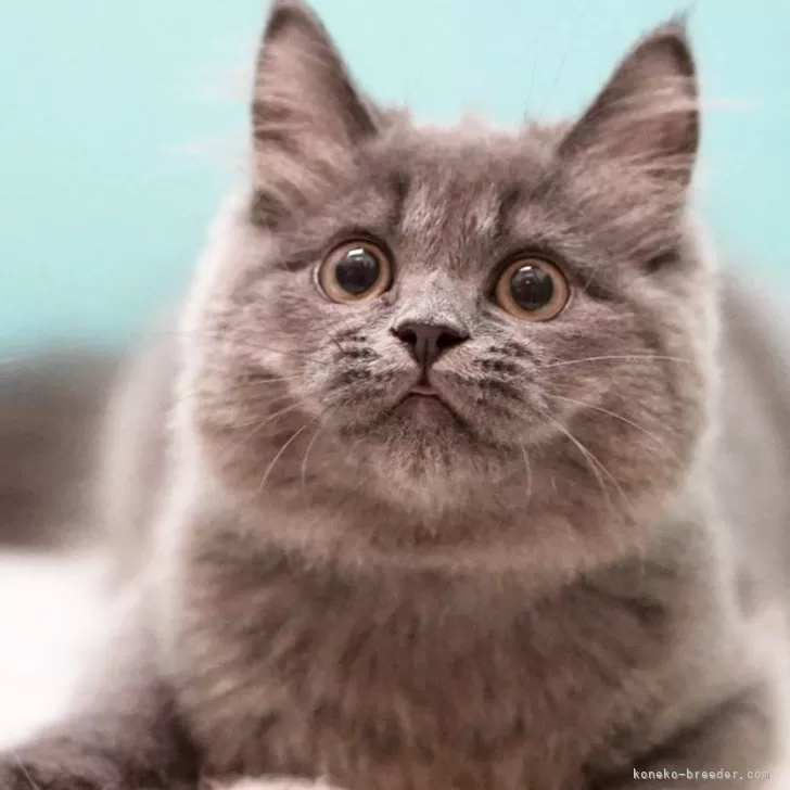 ID：2501-00619の子猫