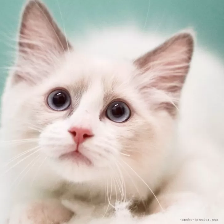 E.K 様のお迎えした子猫
