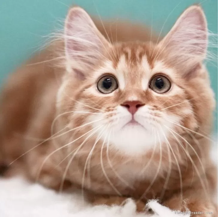 ID：2412-01652の子猫