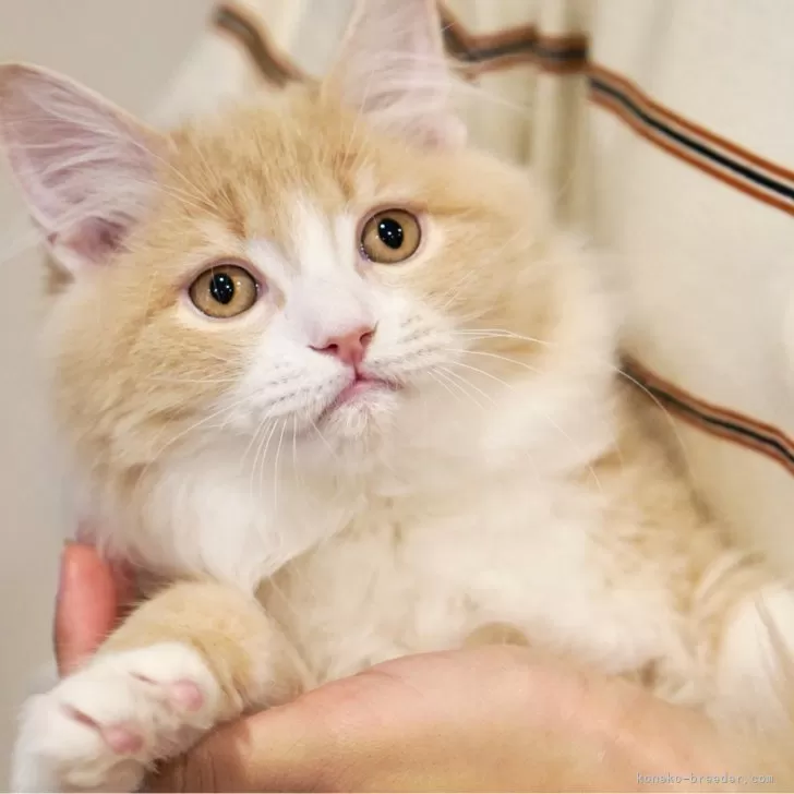 ID:2410-01889の子猫