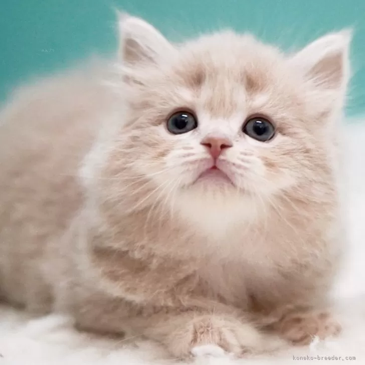 ID:2504-02493の子猫