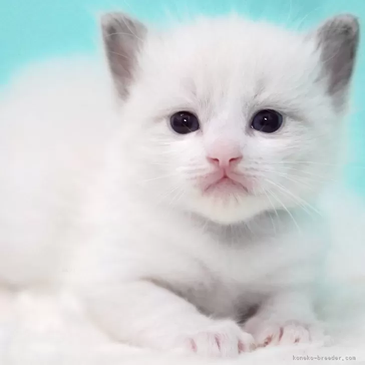 ID:2508-02911の子猫