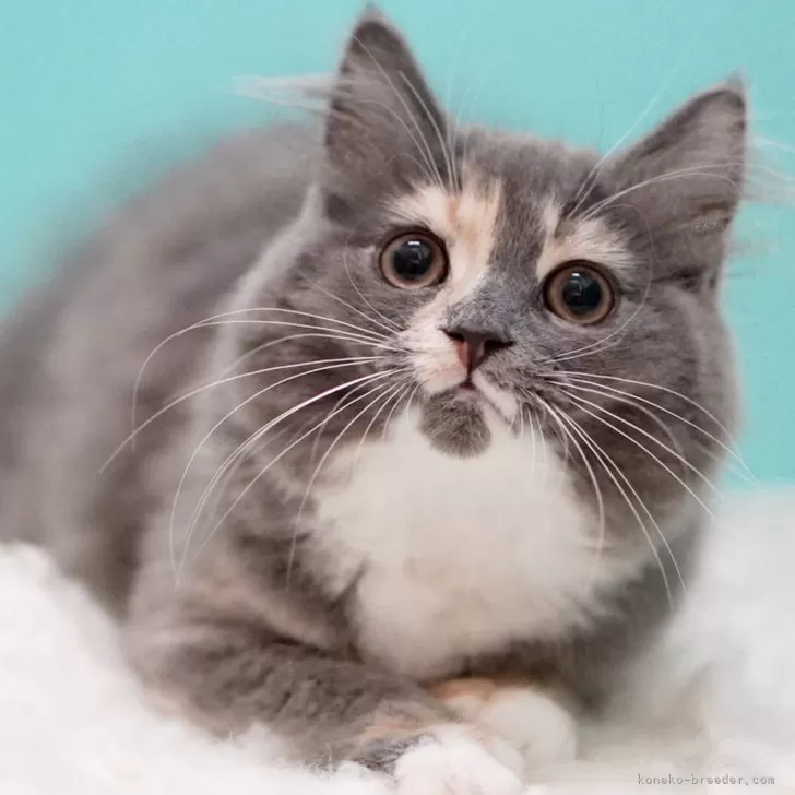 ID：2505-02058の子猫