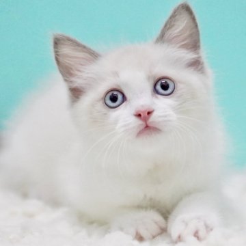 ラグドール【東京都・女の子・2025年9月22日・ブルーポイントバイカラー】の写真「親猫全頭/遺伝子検査『5項目クリア』親猫面会🆗」