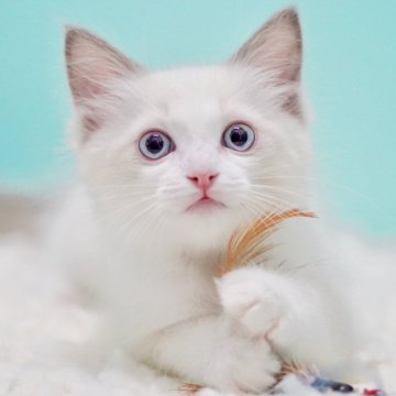 ラグドール【東京都・男の子・2025年9月22日・ブルーポイントバイカラー】の写真「親猫全頭/遺伝子検査『5項目クリア』親猫面会🆗」