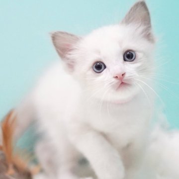 ラグドール【東京都・男の子・2025年9月22日・ブルーポイントバイカラー】の写真「親猫全頭/遺伝子検査『5項目クリア』親猫面会🆗」