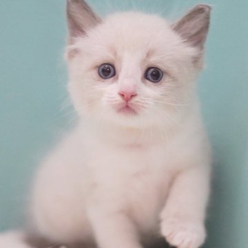 ラグドール【東京都・男の子・2025年6月10日・ブルーポイントバイカラー】の写真「親猫全頭/遺伝子検査『5項目クリア』親猫面会🆗」