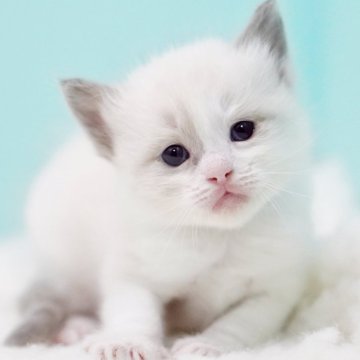 ラグドール【東京都・男の子・2025年10月7日・ブルーポイントバイカラー】の写真「親猫全頭/遺伝子検査『5項目クリア』親猫面会🆗」