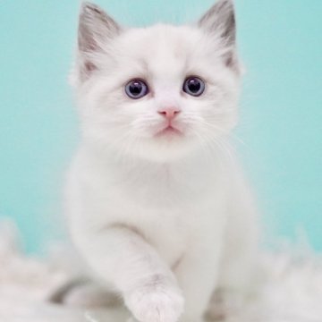 ラグドール【東京都・男の子・2025年10月4日・ブルーポイントバイカラー】の写真「親猫全頭/遺伝子検査『5項目クリア』親猫面会🆗」