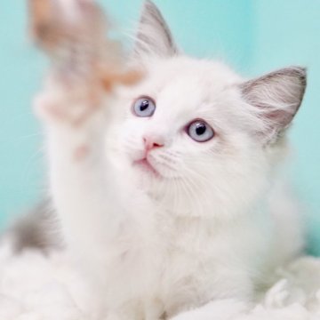 ラグドール【東京都・女の子・2025年10月4日・ブルーポイントバイカラー】の写真「親猫全頭/遺伝子検査『5項目クリア』親猫面会🆗」