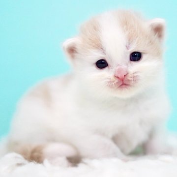 サイベリアン【東京都・男の子・2025年11月29日・クリーム&ホワイト】の写真「親猫全頭/遺伝子検査『5項目クリア』親猫面会🆗」