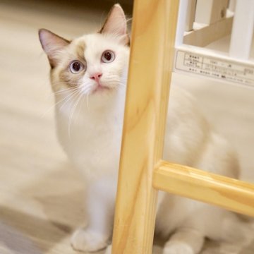 ラグドール【東京都・女の子・2025年3月31日・シールトーティーシェルポイントバイカラー】の写真「避妊手術してます✨健康性格◎甘えん坊🐱」