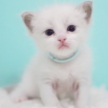 ラグドール【東京都・女の子・2025年9月22日・ブルーポイントバイカラー】の写真「親猫全頭/遺伝子検査『5項目クリア』親猫面会🆗」