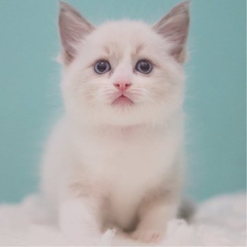 ラグドール【東京都・男の子・2025年6月5日・ブルーポイントバイカラー】の写真「親猫全頭/遺伝子検査『5項目クリア』親猫面会🆗」