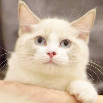 ラグドール【東京都・女の子・2025年6月5日・ブルーポイントバイカラー】の写真「マイペースな甘えん坊💛初めてでも安心🔰🆗☺️」