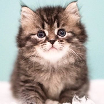 サイベリアン【東京都・男の子・2025年4月9日・ブラウンタビー&ホワイト】の写真「親猫全頭/遺伝子検査『5項目クリア』親猫面会🆗」
