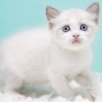 ラグドール【東京都・女の子・2025年9月22日・ブルーポイントバイカラー】の写真「親猫全頭/遺伝子検査『5項目クリア』親猫面会🆗」