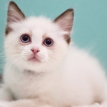 ラグドール【東京都・男の子・2025年3月31日・シールポイントバイカラー】の写真「親猫全頭/遺伝子検査『5項目クリア』親猫面会🆗」