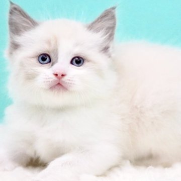 ラグドール【東京都・男の子・2025年10月7日・ブルーポイントバイカラー】の写真「親猫全頭/遺伝子検査『5項目クリア』親猫面会🆗」