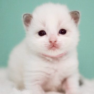 ラグドール【東京都・男の子・2025年2月15日・ブルーポイントバイカラー】の写真「親猫全頭/遺伝子検査『5項目クリア』親猫面会🆗」