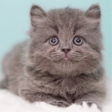 サイベリアン【東京都・男の子・2025年6月30日・ブルー】の写真「親猫全頭/遺伝子検査『5項目クリア』親猫面会🆗」