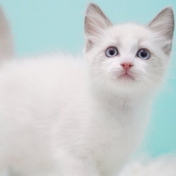 ラグドール【東京都・男の子・2025年9月8日・ブルーポイントバイカラー】の写真「親猫全頭/遺伝子検査『5項目クリア』親猫面会🆗」