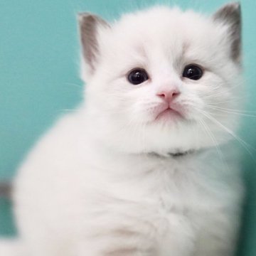 ラグドール【東京都・男の子・2025年3月31日・ブルーポイントバイカラー】の写真「親猫全頭/遺伝子検査『5項目クリア』親猫面会🆗」
