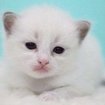 ラグドール【東京都・女の子・2025年9月8日・ブルーポイントバイカラー】の写真「親猫全頭/遺伝子検査『5項目クリア』親猫面会🆗」