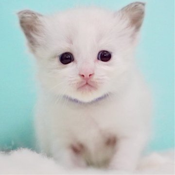 ラグドール【東京都・女の子・2025年9月26日・ブルーポイントバイカラー】の写真「親猫全頭/遺伝子検査『5項目クリア』親猫面会🆗」