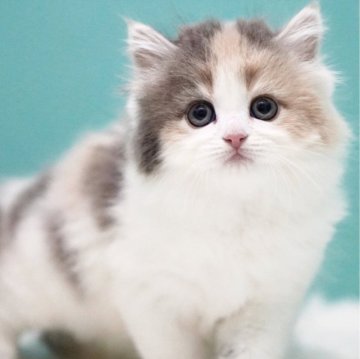 サイベリアン【東京都・女の子・2025年2月6日・ダイリュートキャリコ】の写真「親猫全頭/遺伝子検査『5項目クリア』親猫面会🆗」