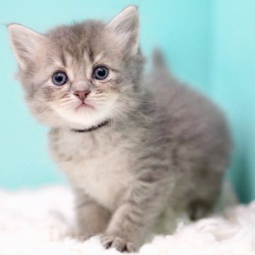 サイベリアン【東京都・男の子・2025年11月14日・ブルータビー &ホワイト】の写真「親猫全頭/遺伝子検査『5項目クリア』親猫面会🆗」