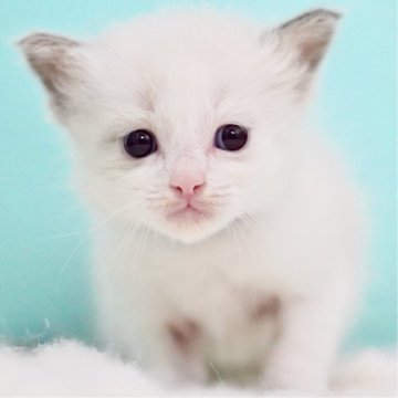 ラグドール【東京都・女の子・2025年9月26日・ブルーポイントバイカラー】の写真「親猫全頭/遺伝子検査『5項目クリア』親猫面会🆗」