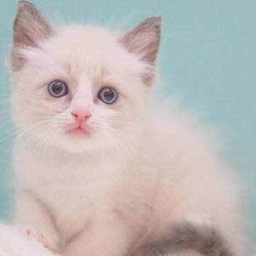 ラグドール【東京都・男の子・2025年6月10日・ブルーポイントバイカラー】の写真「親猫全頭/遺伝子検査『5項目クリア』親猫面会🆗」