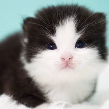 サイベリアン【東京都・男の子・2025年4月9日・ブラック&ホワイト】の写真「親猫全頭/遺伝子検査『5項目クリア』親猫面会🆗」