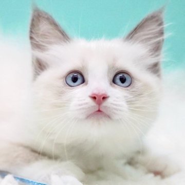 ラグドール【東京都・女の子・2025年9月26日・ブルーポイントバイカラー】の写真「親猫全頭/遺伝子検査『5項目クリア』親猫面会🆗」