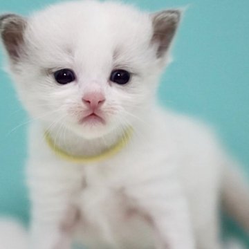ラグドール【東京都・女の子・2025年6月5日・ブルーポイントバイカラー】の写真「親猫全頭/遺伝子検査『5項目クリア』親猫面会🆗」