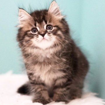 サイベリアン【東京都・男の子・2025年4月9日・ブラウンタビー&ホワイト】の写真「親猫全頭/遺伝子検査『5項目クリア』親猫面会🆗」
