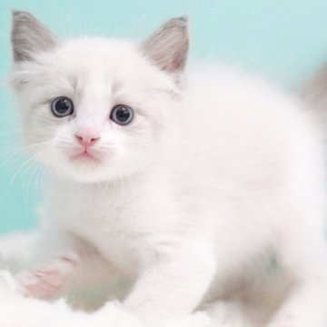 ラグドール【東京都・男の子・2025年9月22日・ブルーポイントバイカラー】の写真「親猫全頭/遺伝子検査『5項目クリア』親猫面会🆗」