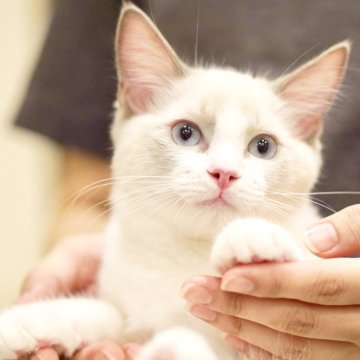 ラグドール【東京都・男の子・2025年6月5日・ブルーポイントバイカラー】の写真「甘えん坊🥰優しいタレ目👀愛嬌たっぷり癒し系🐾」