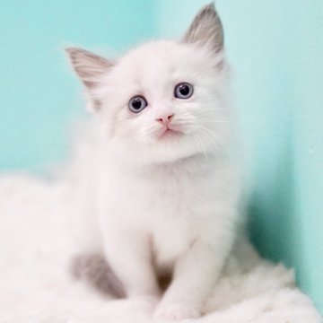 ラグドール【東京都・女の子・2025年9月26日・ブルーポイントバイカラー】の写真「親猫全頭/遺伝子検査『5項目クリア』親猫面会🆗」