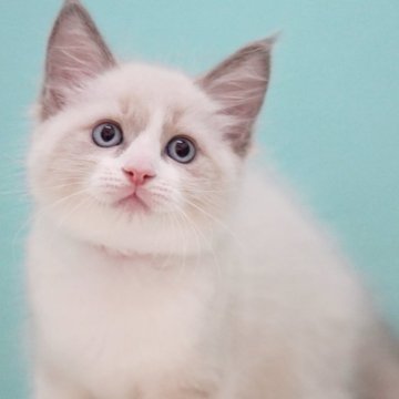 ラグドール【東京都・男の子・2025年6月5日・ブルーポイントバイカラー】の写真「親猫全頭/遺伝子検査『5項目クリア』親猫面会🆗」