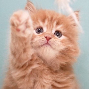サイベリアン【東京都・男の子・2025年4月16日・レッドタビー&ホワイト】の写真「親猫全頭/遺伝子検査『5項目クリア』親猫面会🆗」